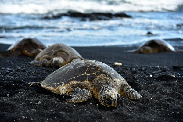 Quels sont les meilleurs spots pour observer les tortues de mer à Hawaï?