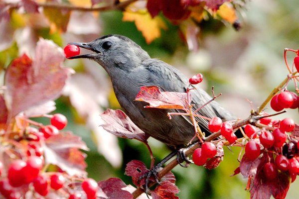 Quels sont les meilleurs spots pour l'observation des oiseaux dans le Pantanal, Brésil?